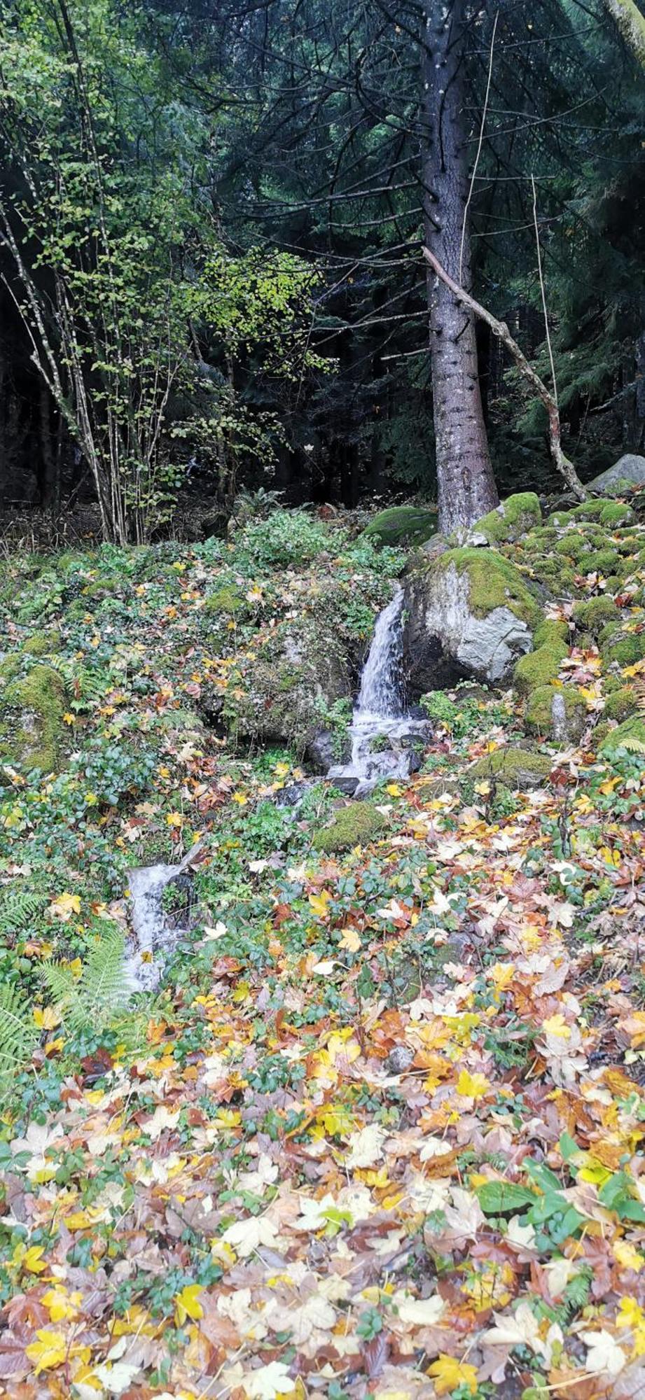 Gite Le Clos Des Vosges Ban-sur-Meurthe-Clefcy المظهر الخارجي الصورة
